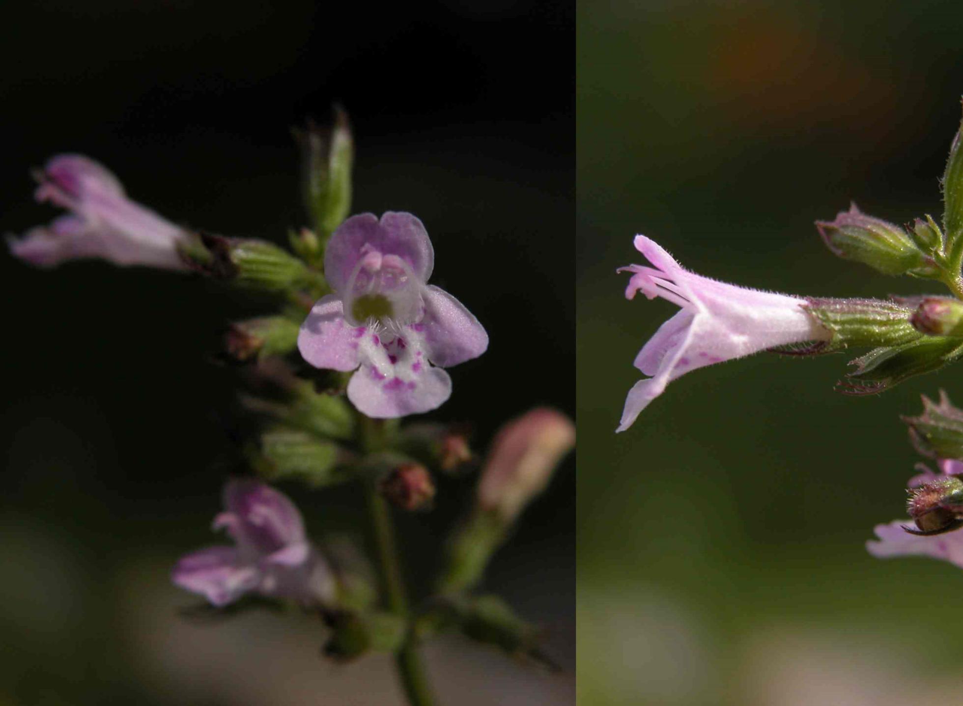 Calamint, Wood